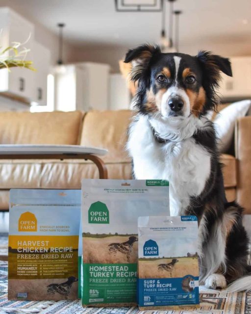 border-collie-with-Open-Farm-dog-food-toppers